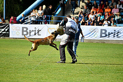 Donar Bestiaras