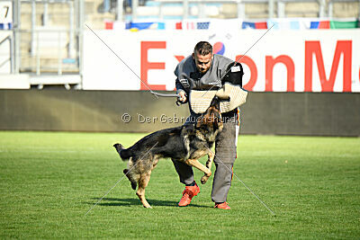 Dooly of Dog Training