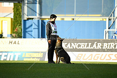 Dooly of Dog training