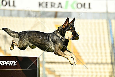 Drago vom Haus Conlie