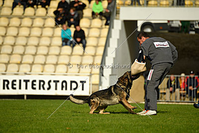 Duke vom Spektefeld