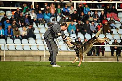Duke vom Spektefeld