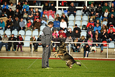 Duke vom Spektefeld