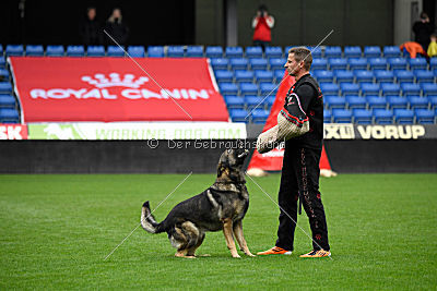 Duke vom Spektefeld