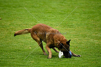 Dundee vom roten Drachen