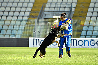 Dusty vom grauen Indianer