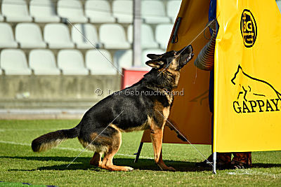 Dusty vom grauen Indianer