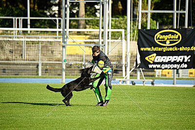 Ebby vom schwarzen Omen