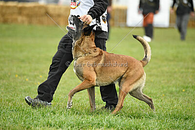 Einstein Force Canina