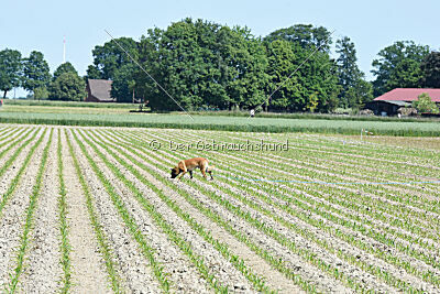 El Loco de Marina de los Molinos