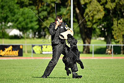 Eldo vom Mühlenstein