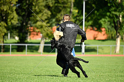 Eldo vom Mühlenstein