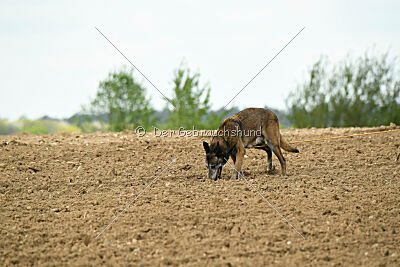 Ella-Erja Marshall Dogs