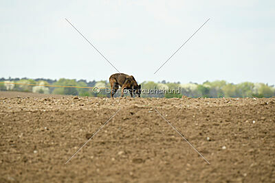Ella-Erja Marshall Dogs
