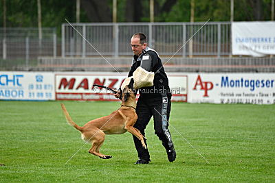 Elli-Pyrelli vom Streitwald