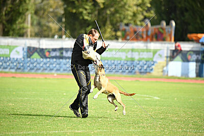 Elly vom Clan der Wölfe