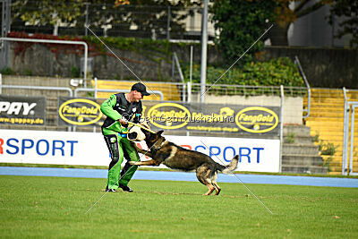 Elvis von der Grauen Schlucht