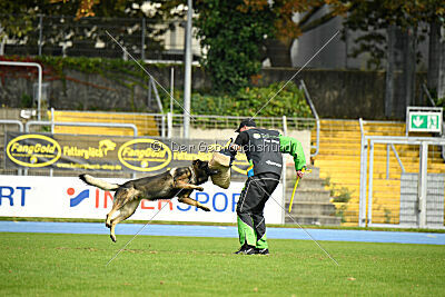 Elvis von der Grauen Schlucht