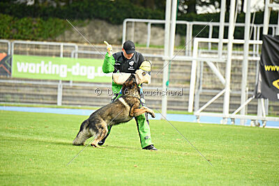 Elvis von der Grauen Schlucht
