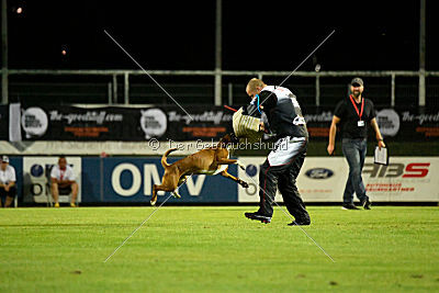 Elwood vom Mesumer Land