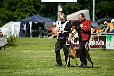 Enzo vom Buxtehuder Bullen