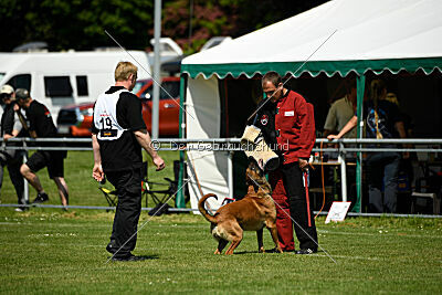 Enzo vom Buxtehuder Bullen