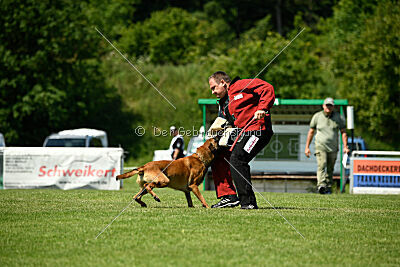 Enzo vom Buxtehuder Bullen