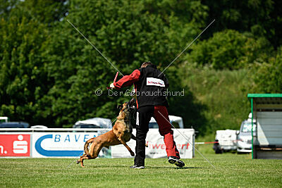 Enzo vom Buxtehuder Bullen