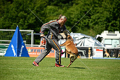 Enzo vom Buxtehuder Bullen