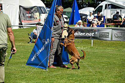 Enzo vom Buxtehuder Bullen