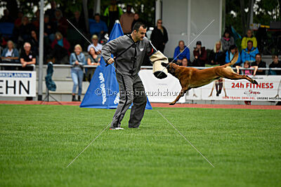 Enzo vom Buxtehuder Bullen