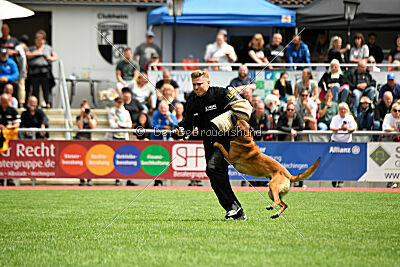 Enzo vom Buxtehuder Bullen