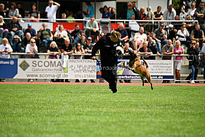 Enzo vom Buxtehuder Bullen