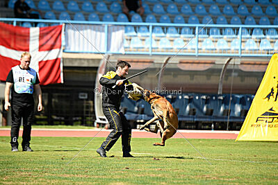 Enzo vom Buxtehuder Bullen