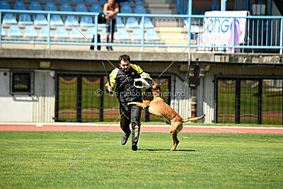 Enzo vom Buxtehuder Bullen