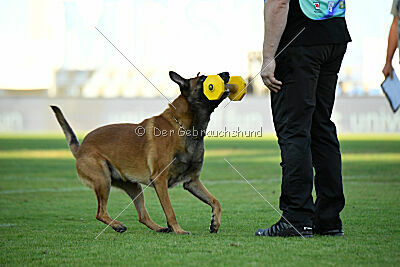 Enzo vom Buxtehuder Bullen
