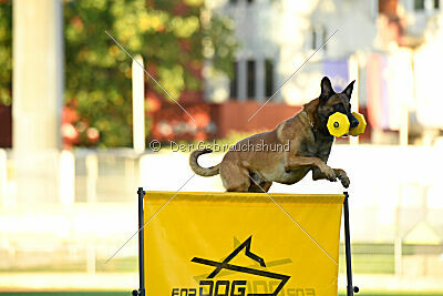 Enzo vom Buxtehuder Bullen