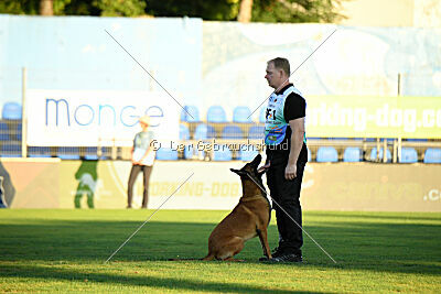 Enzo vom Buxtehuder Bullen
