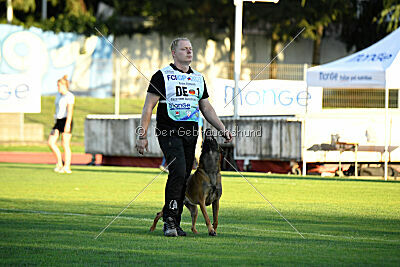 Enzo vom Buxtehuder Bullen