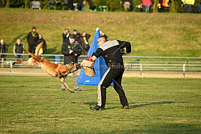 Enzo vom Buxtehuder Bullen