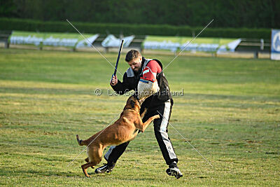 Enzo vom Buxtehuder Bullen