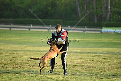 Enzo vom Buxtehuder Bullen