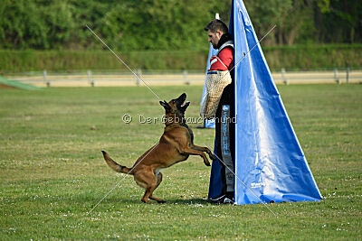 Enzo vom Buxtehuder Bullen