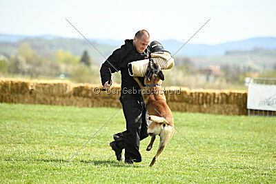 Erco primus Proeliator