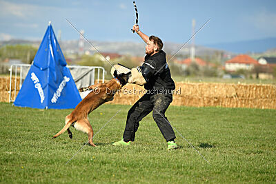 Erco primus Proeliator