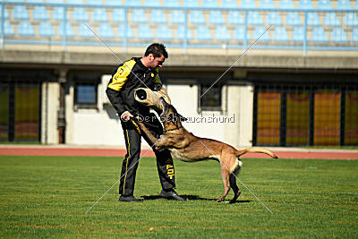 Erco primus Proeliator