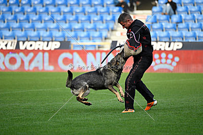 Estrellest Dragon Darka