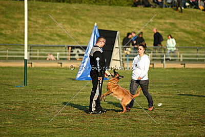 Excalibur des chiens de travail