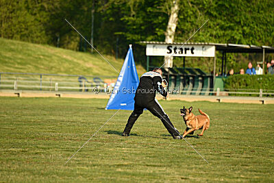 Excalibur des chiens de travail