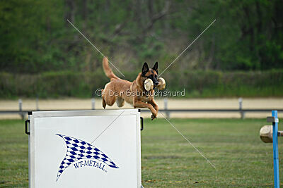 Excalibur des chiens de travail